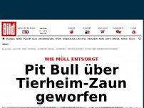 Bild zum Artikel: Wie Müll entsorgt - Pit Bull über Zaun von Tierheim geworfen