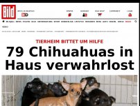 Bild zum Artikel: Tierheim bittet um Hilfe - 79 Chihuahuas in Haus verwahrlost