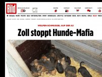 Bild zum Artikel: Tierquälerei! - Zoll entdeckt Welpen-Schmuggler