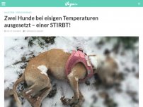 Bild zum Artikel: Zwei Hunde bei eisigen Temperaturen ausgesetzt – einer STIRBT!