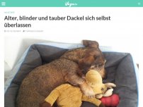 Bild zum Artikel: Alter, blinder und tauber Dackel sich selbst überlassen