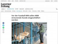 Bild zum Artikel: Vor der Fussball-WM sollen 4000 streunende Hunde eingeschläfert werden