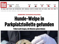 Bild zum Artikel: Eiderstedt (Schleswig-Holstein) - Hunde-Welpe in Parkplatztoilette gefunden