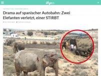 Bild zum Artikel: Drama auf spanischer Autobahn: Zwei Elefanten verletzt, einer STIRBT