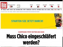 Bild zum Artikel: Hund tötet 2 Menschen - Muss Chico eingeschläfert werden?