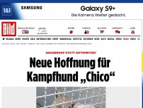 Bild zum Artikel: Gnadenhof? - Neue Hoffnung für Kampfhund „Chico“