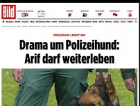 Bild zum Artikel: Präsidium lenkt ein - Drama um Polizeihund: Arif darf weiterleben