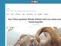 Bild zum Artikel: Aus Zirkus gerettet: Blinder Elefant wird von seiner neuen Herde begrüßt
