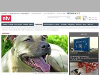 Bild zum Artikel: Erneut Vorfall mit Staffordshire: Familienhund beißt in Hessen Säugling tot