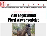 Bild zum Artikel: Wer tut nur so etwas? - Stall angezündet! Pferd schwer verletzt
