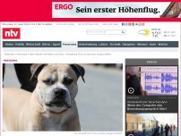 Bild zum Artikel: Nach Attacke auf Mutter und Sohn: Kampfhund Chico in Hannover eingeschläfert