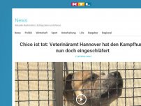 Bild zum Artikel: Chico ist tot: Veterinäramt Hannover hat den Kampfhund nun doch eingeschläfert