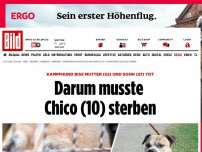 Bild zum Artikel: Er biss zwei Menschen tot - Staffordshire-Terrier Chico eingeschläfert