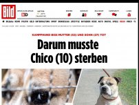Bild zum Artikel: Er biss zwei Menschen tot - Kampfhund Chico (10) eingeschläfert