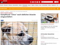 Bild zum Artikel: Mutter und Sohn starben - Kampfhund 'Chico' nach tödlicher Attacke eingeschläfert