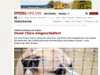 Bild zum Artikel: Tödliche Attacke auf Halter: Hund Chico eingeschläfert