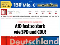 Bild zum Artikel: Schock-Umfrage - AfD fast so stark wie SPD und CDU!
