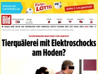 Bild zum Artikel: Schäferhund-Besitzer - Tierquälerei mit Elektroschocks am Hoden?