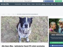 Bild zum Artikel: Alle feiern Max - behinderter Hund (17) rettet vermisstes Mädchen (3)
