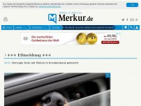 Bild zum Artikel: Hund im heißen Auto qualvoll verendet