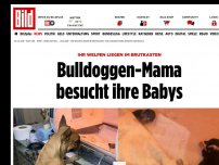 Bild zum Artikel: Welpen im Brutkasten - Bulldoggen-Mama besucht ihre Babys