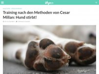 Bild zum Artikel: Training nach den Methoden von Cesar Millan: Hund stirbt!