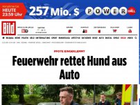 Bild zum Artikel: Pfote eingeklemmt - Feuerwehr rettet Hund aus Auto