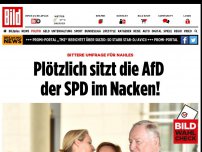 Bild zum Artikel: BILD-Wahlcheck - Plötzlich sitzt die AfD der SPD im Nacken!