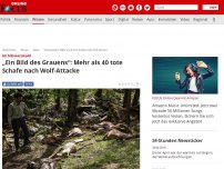 Bild zum Artikel: Im Schwarzwald - „Ein Bild des Grauens“: Mehr als 40 tote Schafe nach Wolf-Attacke