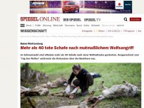 Bild zum Artikel: Baden-Württemberg: Mehr als 40 tote Schafe nach mutmaßlichem Wolfsangriff