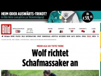 Bild zum Artikel: 32 Tiere gerissen - Wolf richtet Schafsmassaker an