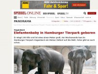 Bild zum Artikel: Hagenbeck: Elefantenbaby in Hamburger Tierpark geboren