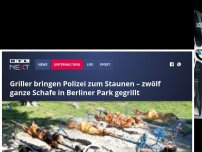 Bild zum Artikel: Griller bringen Polizei zum Staunen – zwölf ganze Schafe in Berliner Park gegrillt