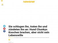 Bild zum Artikel: Sie schlugen ihn, traten ihn und zündeten ihn an: Hund Chunkys Knochen brachen, aber nicht sein Lebenswille