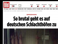 Bild zum Artikel: ZDF-Doku deckt auf - So brutal geht es auf deutschen Schlachthöfen zu