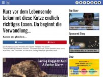 Bild zum Artikel: Kurz vor dem Lebensende bekommt diese Katze endlich richtiges Essen. Da beginnt die Verwandlung...