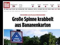 Bild zum Artikel: Bochumer Aldi geschlossen - Giftspinne krabbelt aus Bananenkarton