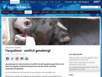 Bild zum Artikel: Kontraste-Report: Tierquälerei amtlich genehmigt