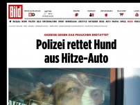 Bild zum Artikel: Anzeige erstattet - Polizei rettet Hund aus Hitze-Auto