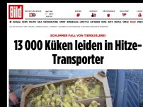 Bild zum Artikel: Tierquälerei - 13 000 Küken leiden in Hitze-Transporter