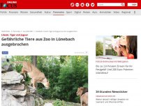 Bild zum Artikel: Es soll sich um Löwen und Pumas handeln - Gefährliche Tiere aus Zoo in Rheinland-Pfalz ausgebrochen