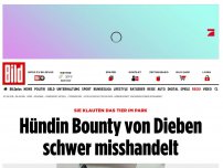 Bild zum Artikel: Tier im Park geklaut - Hündin Bounty von Dieben schwer misshandelt