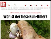 Bild zum Artikel: Schreckliche Entdeckung - Wer ist der fiese Kuh-Killer?