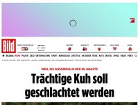 Bild zum Artikel: Weil sie die EU verließ - Trächtige Kuh soll geschlachtet werden