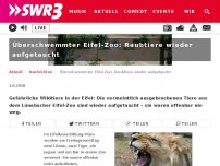Bild zum Artikel: Eifel: Gefährliche Raubtiere brechen aus Zoo aus