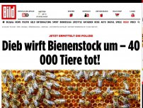 Bild zum Artikel: Polizei ermittelt - Dieb wirft Bienenstock um –  40 000 Tiere tot! 
