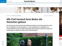 Bild zum Artikel: Beim Baden: Unbekannter klaut AfD-Chef Gauland die Klamotten