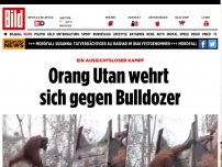 Bild zum Artikel: Aussichtsloser Kampf - Orang Utan wehrt sich gegen Bulldozer