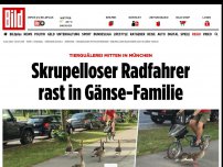 Bild zum Artikel: Tierquälerei - Skrupelloser Radfahrer rast in Gänse-Familie