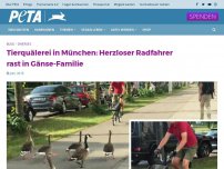 Bild zum Artikel: Tierquälerei in München: Herzloser Radfahrer rast in Gänse-Familie
